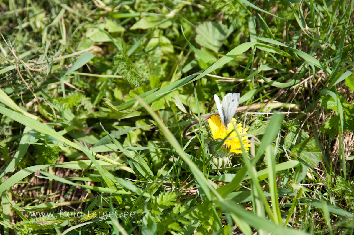 Päike kutsub kohale erinevaid külalisi